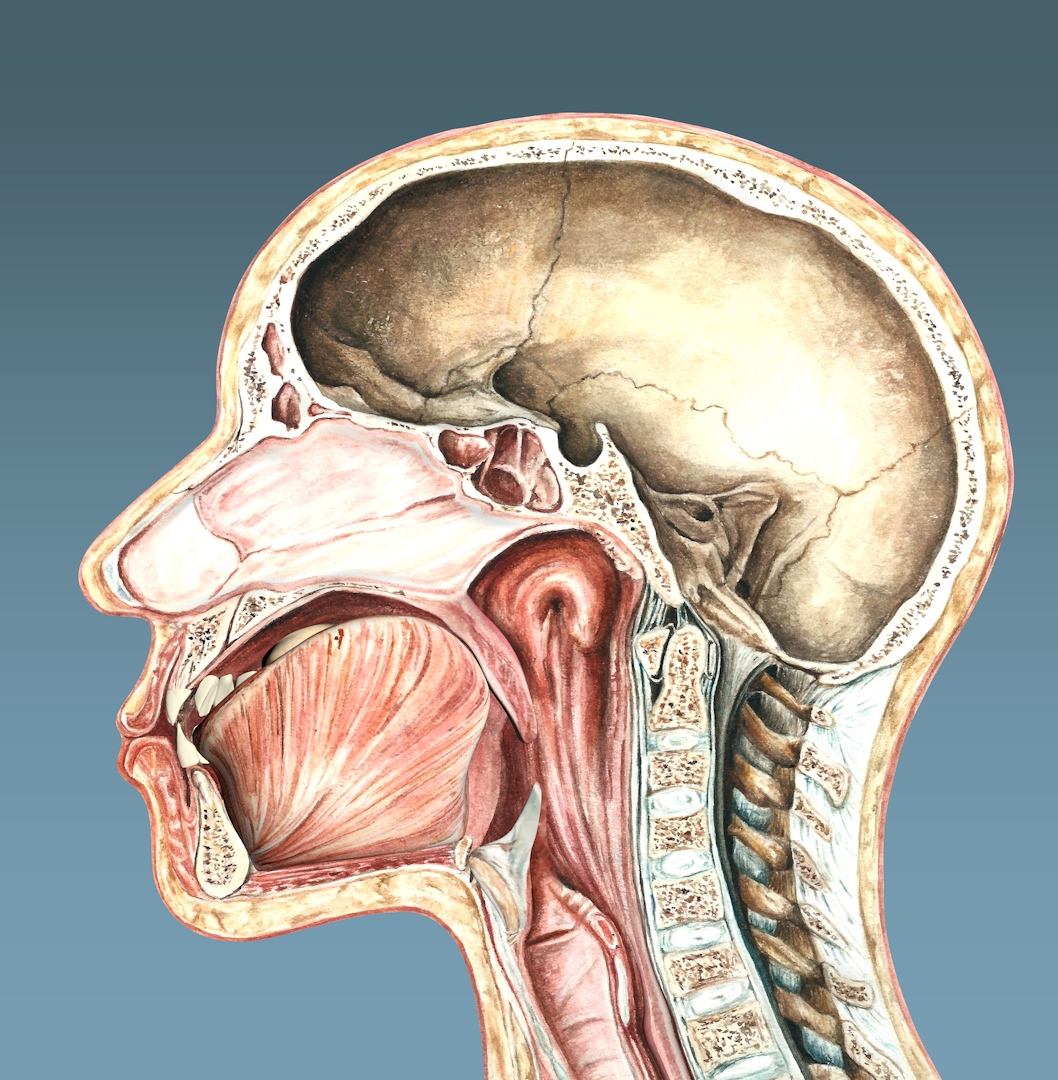 Bolus Formation