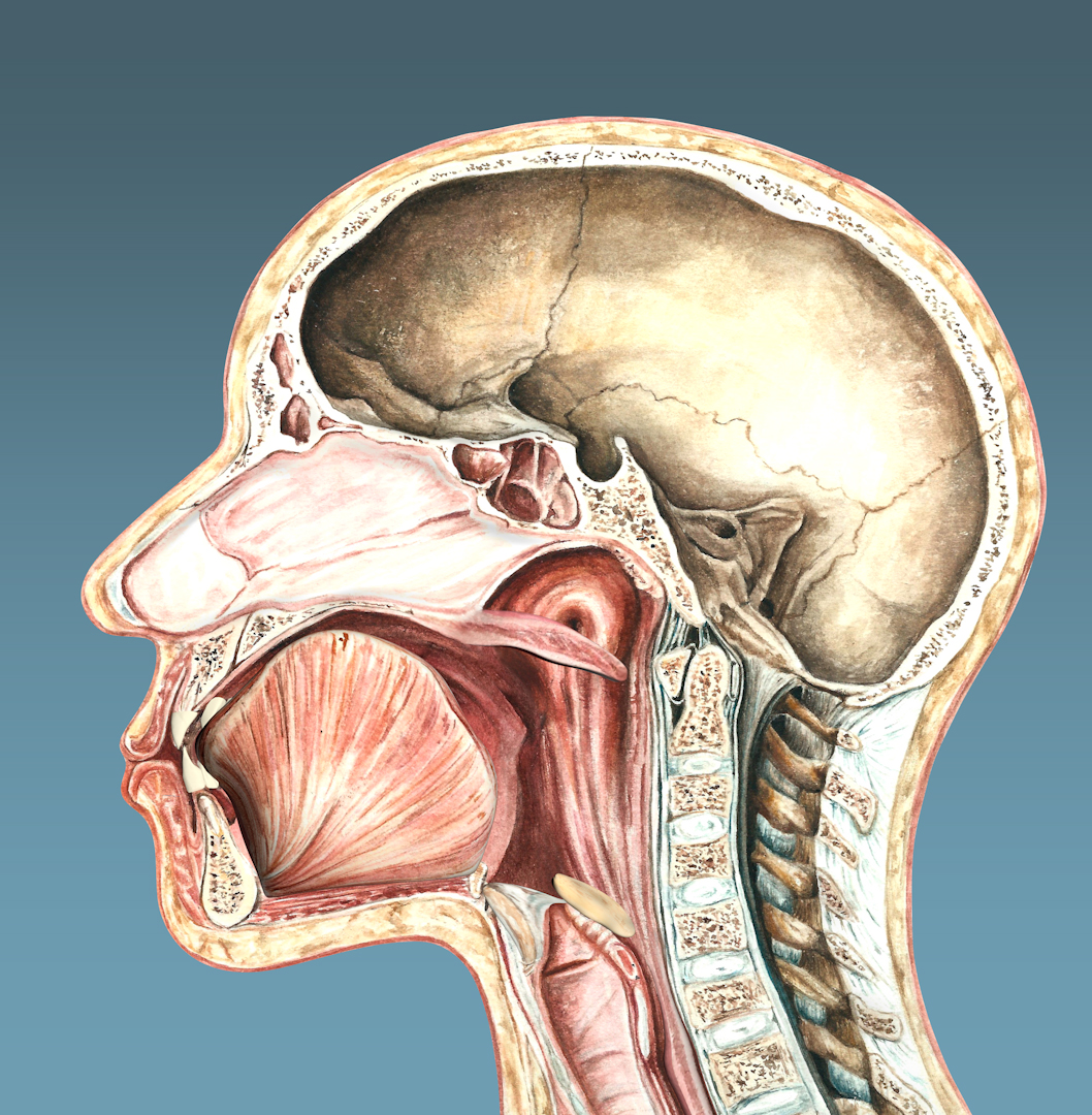 Laryngeal Closure