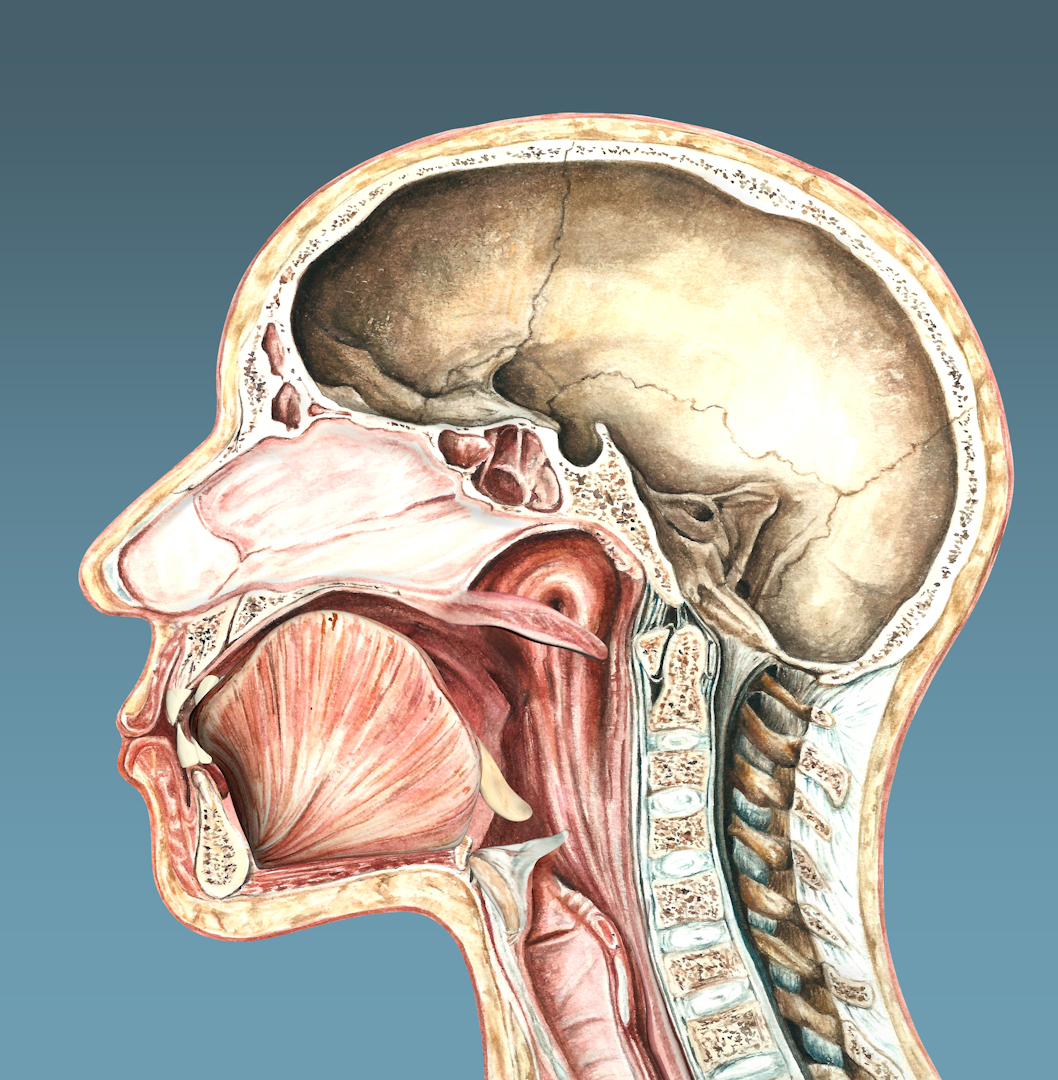 Protection of the Respiratory Tract